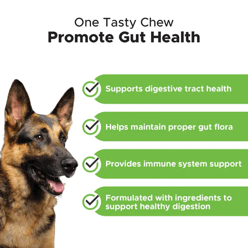 PetHonesty Digestive Probiotic Soft Chews for Dogs - (Pumpkin ...